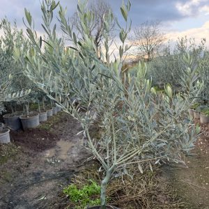 2 Yaş Saksılı Gemlik (Trilye) Zeytin Fidanı