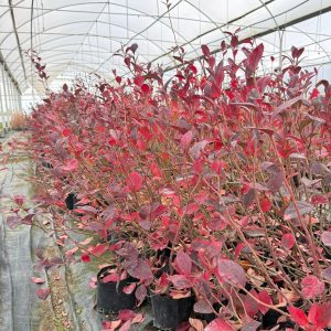 2 Yaş Yaban Mersini Fidanı