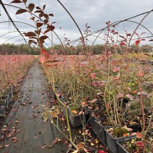 3 Yaş Boylu Yaban Mersini Fidanı